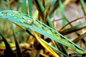 uploads/images/pest/wheat aphids 2.jpg